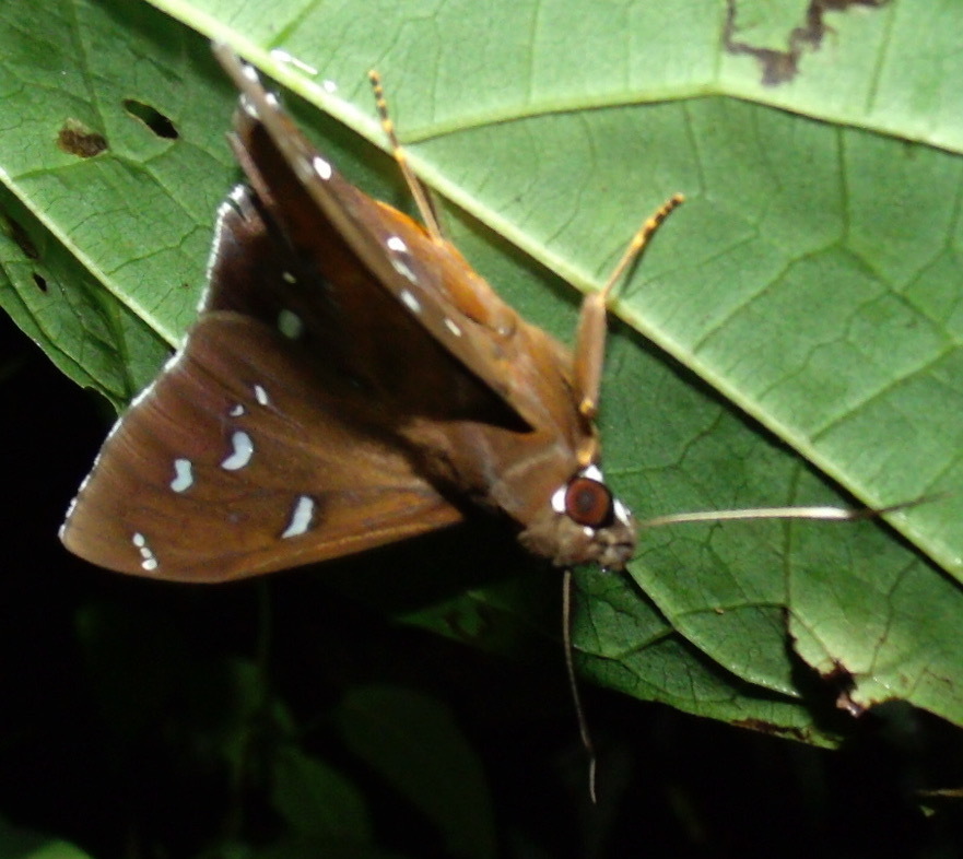 Bungalotis erythus