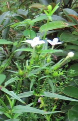 Conostomium natalense