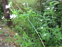 Conostomium natalense