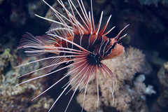 Pterois cincta