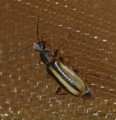 Attalus limbatus