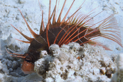 Pterois cincta