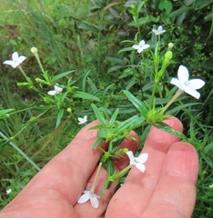 Conostomium natalense