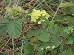 Sphedamnocarpus pruriens