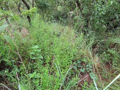 Conostomium natalense