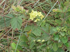 Sphedamnocarpus pruriens