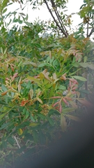Hippobromus pauciflorus