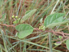 Sphedamnocarpus pruriens