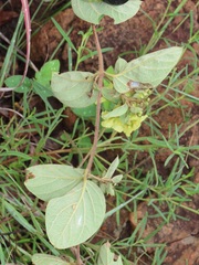 Sphedamnocarpus pruriens