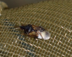 Anthocoris