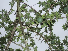 Strychnos madagascariensis