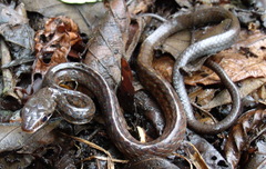 Chironius grandisquamis