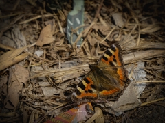 Aglais caschmirensis