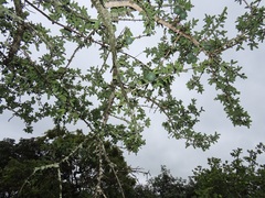 Strychnos madagascariensis