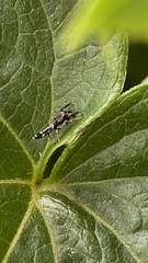 Cotinusa