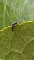 Cotinusa