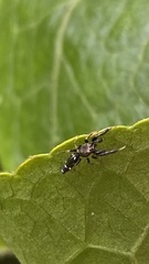Cotinusa
