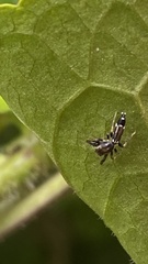 Cotinusa