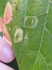 Phyllonorycter lucetiella