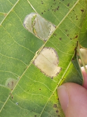 Phyllonorycter lucetiella