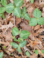 Trillium