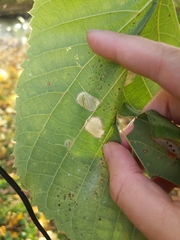 Phyllonorycter lucetiella