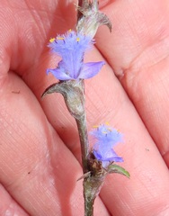 Cyanotis speciosa