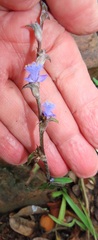 Cyanotis speciosa