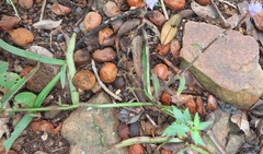 Cyanotis speciosa