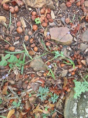 Cyanotis speciosa