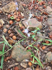 Cyanotis speciosa