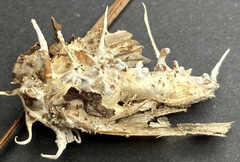 Akanthomyces aculeatus