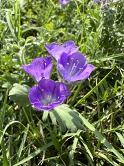 Phacelia patuliflora