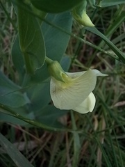 Lathyrus ochrus