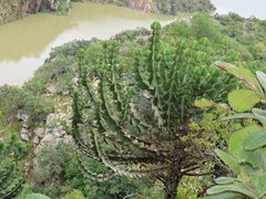 Euphorbia cooperi