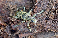 Rhagium mordax