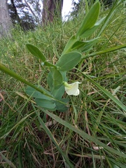 Lathyrus ochrus
