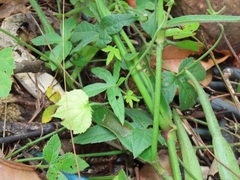 Dalechampia capensis