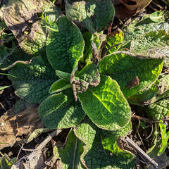 Pentanema squarrosum