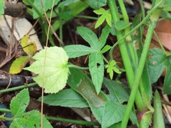 Dalechampia capensis