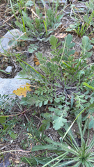 Lepidium lasiocarpum