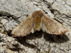 Dasycorsa modesta