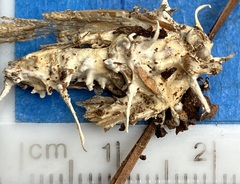 Akanthomyces aculeatus