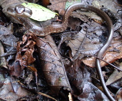 Chironius grandisquamis