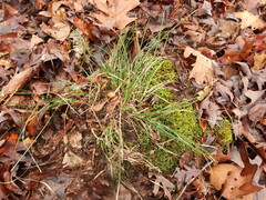 Carex floridana