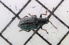 Phyllobius pyri
