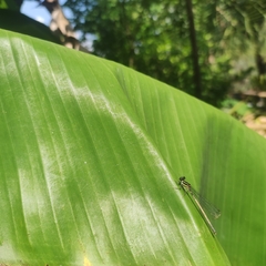 Onychargia atrocyana
