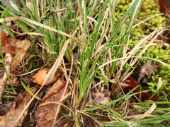 Carex floridana