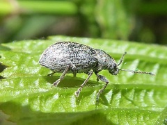 Phyllobius pyri