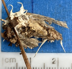 Akanthomyces aculeatus